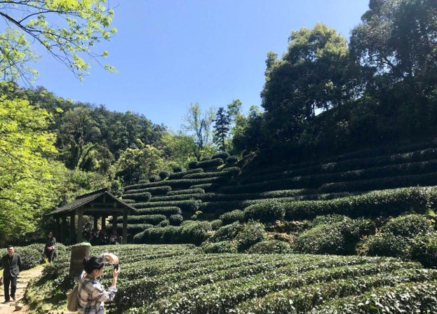 Travel to Hangzhou tea fields